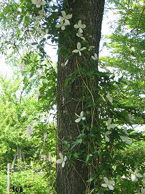 やくらいガーデン 5