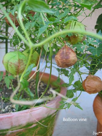 フウセンカズラ 9/14