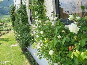 やくらいガーデン 7