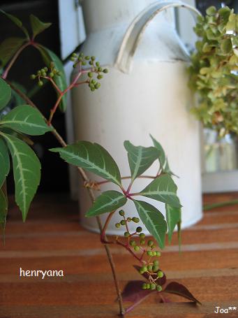 ヘンリーヅタ 9/14