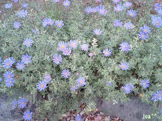 11/16 ブルーデイジー☆１