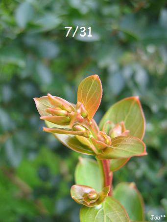 サルスベリ 白 7/31