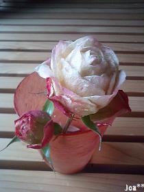 １月末のアンブリッジローズ