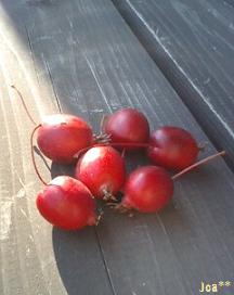 落ちたヒメリンゴ