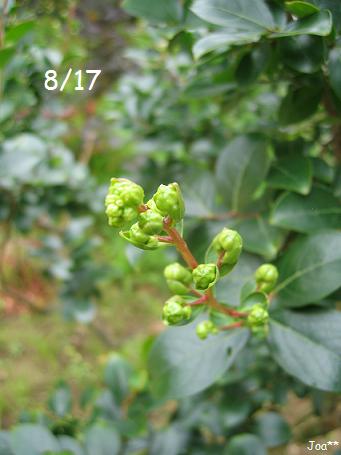 サルスベリ 白 8/17