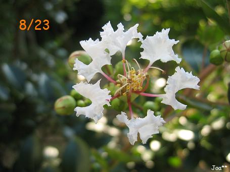 サルスベリ 白 8/23