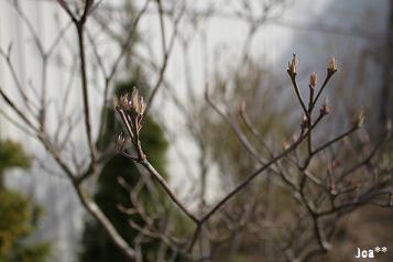 ハナミズキ 4/15