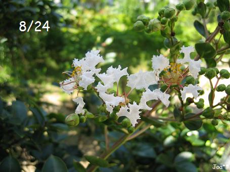 サルスベリ 白 8/26