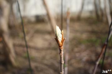 カシワバアジサイ　4/15