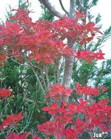 紅葉したドウダン