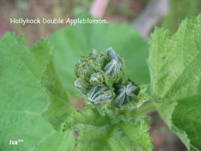 ホリホック アップルブロッサム 6/9