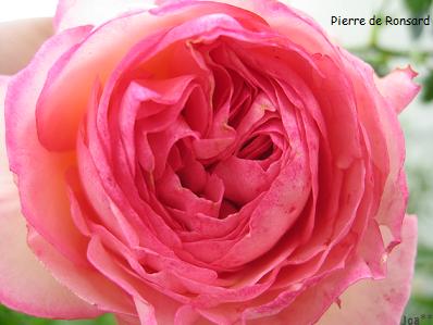 ピエール・ド・ロンサール 6/3
