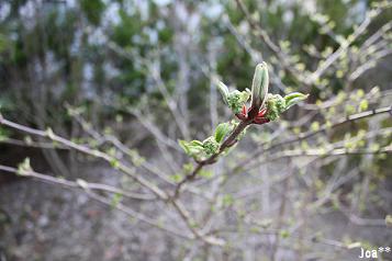 オオデマリ　4/15