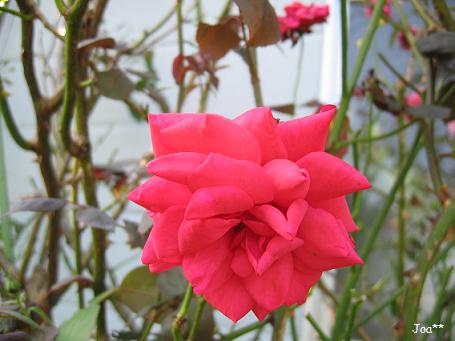 ママの赤いバラ　8/16