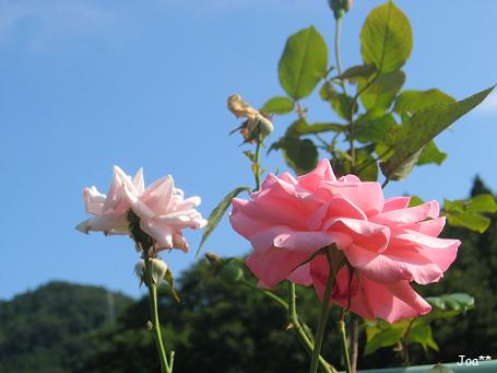 ママのピンクバラ　8/16