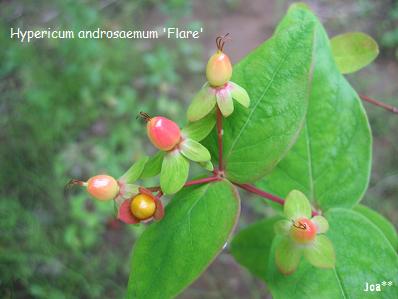 ヒペリカム キャンディフレア 6/8