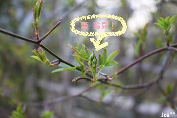 黄モッコウバラ　4/15