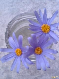 11/16 ブルーデイジー☆３