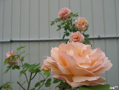 アンブリッジローズ　2009/6/1