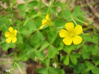 名無しの雑草？？