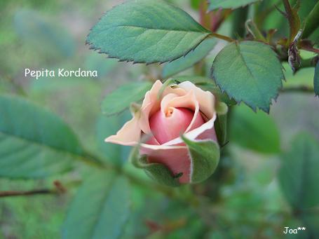 ペピータ コルダナ 6/26