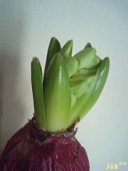 ピンクヒヤシンス1 1/12