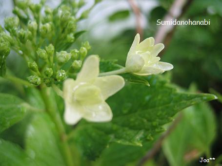 隅田の花火 6/26