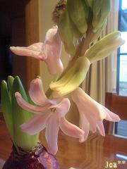 ピンクヒヤシンス1 1/23