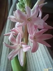 ピンクヒヤシンス1 1/24