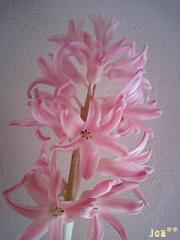 ピンクヒヤシンス1 1/28