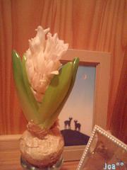 白いヒヤシンス1 1/27