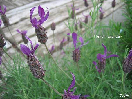 フレンチラベンダー　6/17