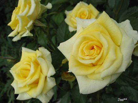 名無しの黄色いバラ　6/17 2