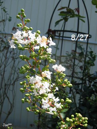 サルスベリ 白 8/27