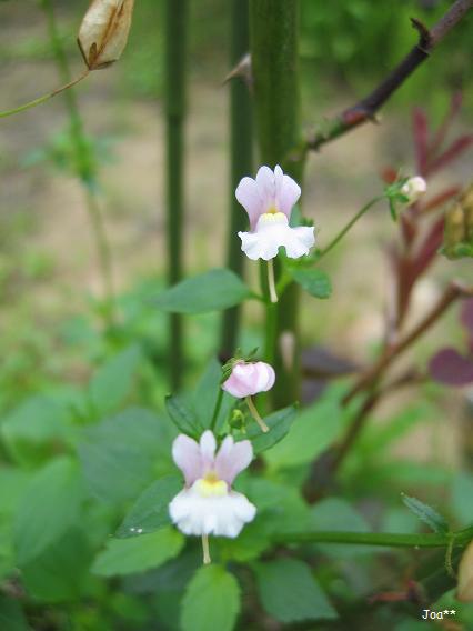 名無しの小花 6/17