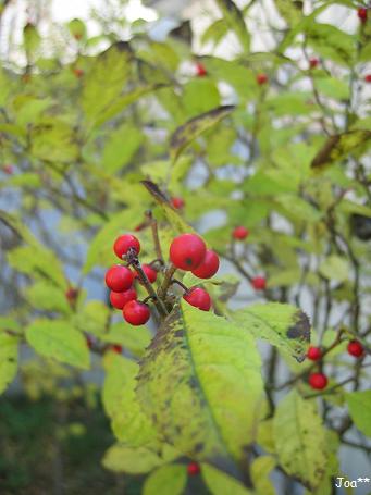 名前不明の木 2009/11/4