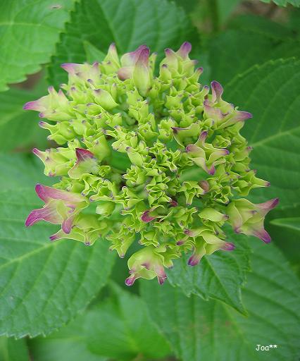 赤紫色の紫陽花 6/17