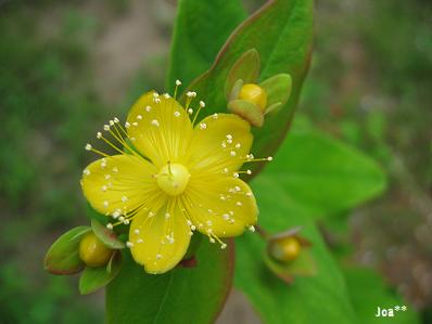 ヒペリカム　5/29