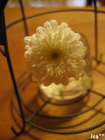 マーガレット　マイバレリーナ　5/31