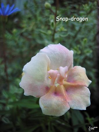 うっとり色のキンギョソウ　12/2