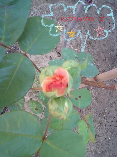 アンブリッジローズ　5/27