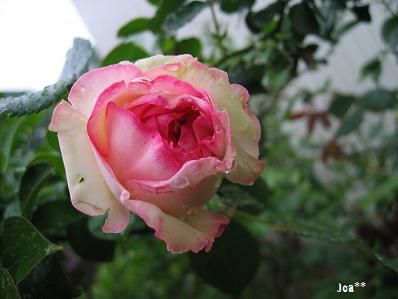 ピエール・ド・ロンサール　5/31