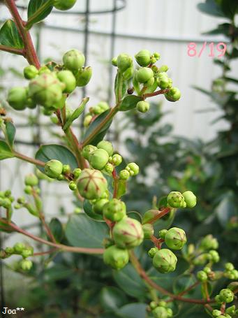 サルスベリ 白 8/19