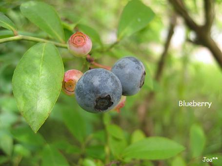 ブルーベリー