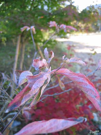 ハナミズキ 2009/11/4