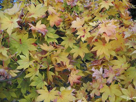 モミジ Mサイズ 11/26