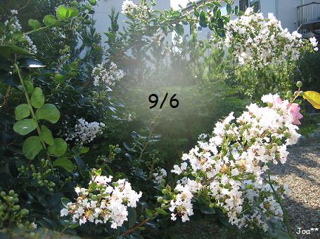 サルスベリ 白 9/6