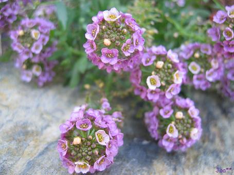 スウィートアリッサム 2009/11