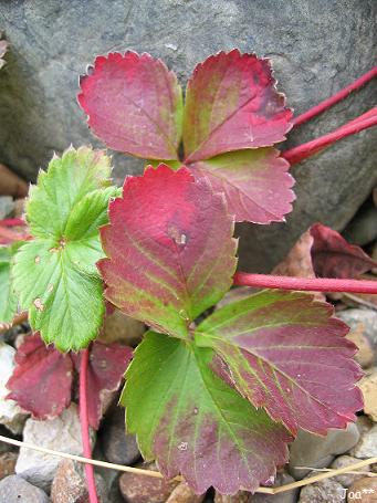 ワイルドストロベリー 2009/11