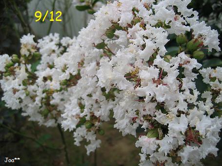 サルスベリ 白 9/12